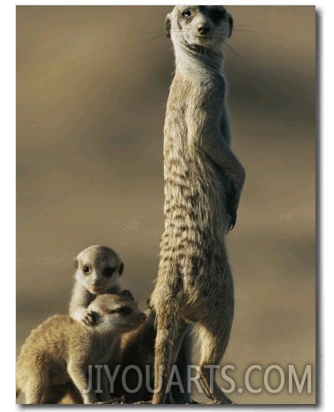 A Meerkat Stands with Her Young at Her Feet