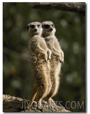 A Pair of Meerkats Keep a Double Watch on Things