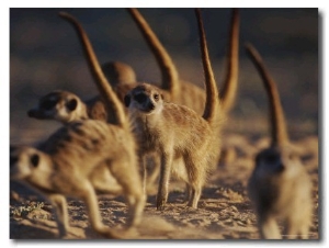 Group of Meerkats (Suricata Suricatta) on All Fours with Erect Tails