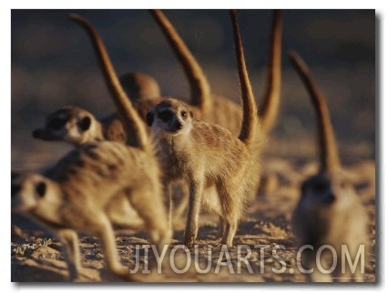 Group of Meerkats (Suricata Suricatta) on All Fours with Erect Tails