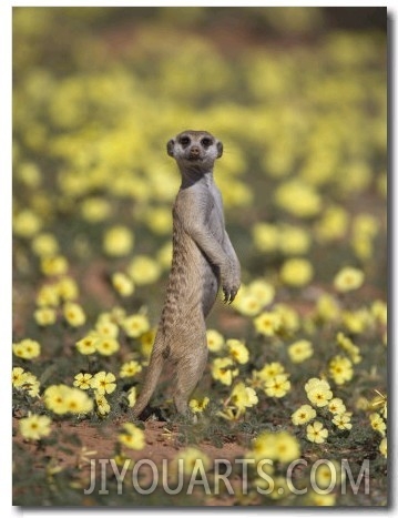 Meerkat (Suricata Suricatta), Kgalagadi Transfrontier Park, South Africa, Africa