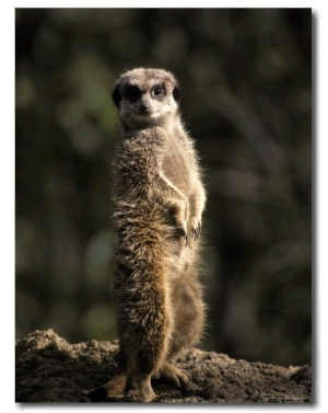 Meerkat Leaning on Tail on Mound, Alert Sentry Duty for Predators, Australia