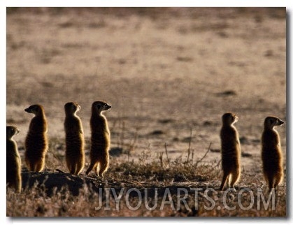 Meerkats