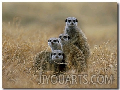 Meerkats (Suricates) (Suricata Suricatta), Greater Addo National Park, South Africa, Africa