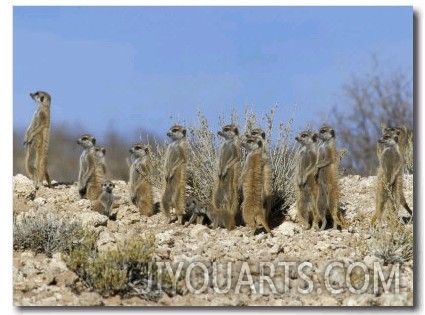 Meerkats (Suricates) (Suricata Suricatta), Kalahari Gemsbok Park, South Africa, Africa