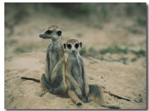 Meerkats Pose for the Camera