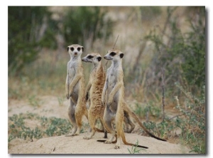 Three Meerkats