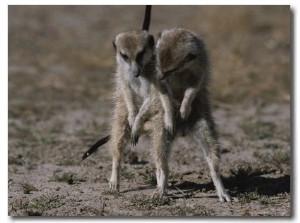 Two Mating Meerkats (Suricata Suricatta)