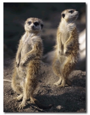 Two Meerkats Stand Guard Outside Their Den
