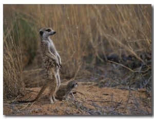 Using its Tail, an Adult Meerkat (Suricata Suricatta) Stands Alert