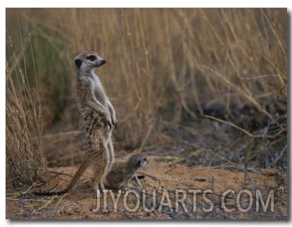 Using its Tail, an Adult Meerkat (Suricata Suricatta) Stands Alert