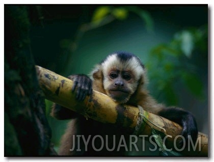 A Capuchin Monkey, Orphaned after Poachers Killed its Mother, Sits in a Tree
