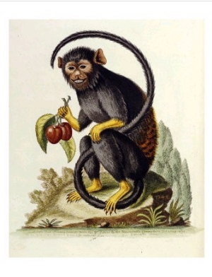 A Little Black Monkey Brought from the West Indies by Commodore Fitzroy Lee