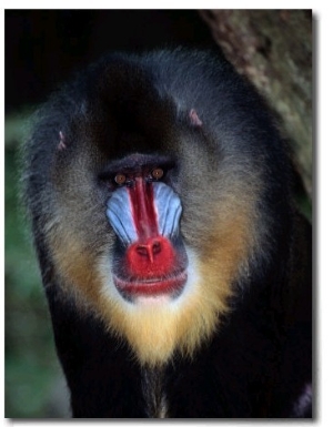 A Portrait of a Captive Mandrill