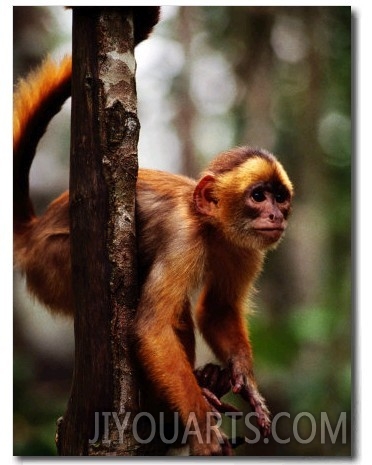 A Small Monkey from the Amazon of Brazil, Brazil