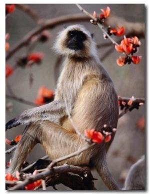 Black Faced Langur in Flame Tree, Ranthambhore National Park, Rajasthan, India