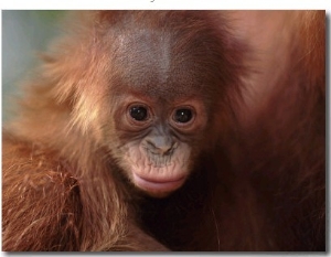 Orang Utan (Pongo Abelii) Baby Portrait, Gunung Leuser National Park, Indonesia