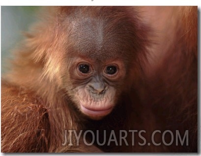 Orang Utan (Pongo Abelii) Baby Portrait, Gunung Leuser National Park, Indonesia