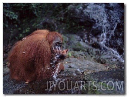 Orang Utan Drinking in River, (Pongo Abelii) Gunung Leuser National Park, Indonesia