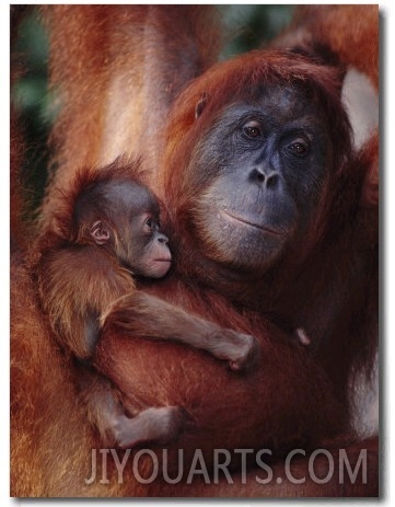 Orang Utan, Female Edita and Baby Sumatra Leuser National Park, Indonesia