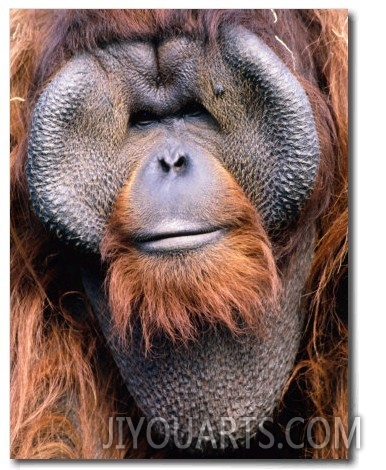 Orangutan (Pongo Pygmaeus), Indonesia
