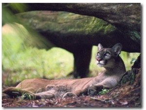 A Florida panther