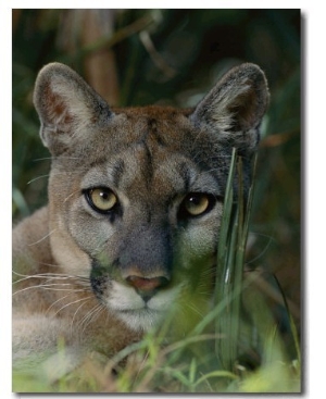 Florida Panther