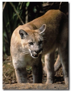 Florida Panther (Felis Concolor), FL