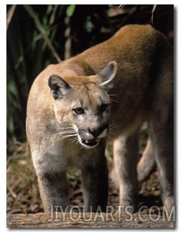 Florida Panther (Felis Concolor), FL