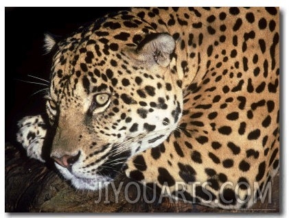 Jaguar, Panthera Onca, Endangered Species, Costa Rica