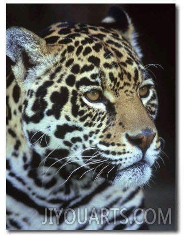 Jaguar, Panthera Onca, Endangered, Mexico