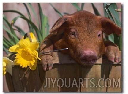 Domestic Piglet, in Bucket with Daffodils, USA