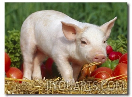 Domsetic Piglet with Vegetables, USA