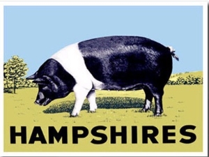 Hampshires