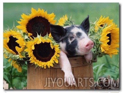 Mixed Breed Piglet in Basket with Sunflowers, USA