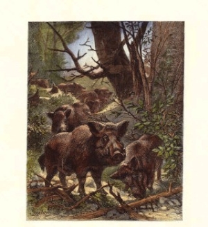 Wild Boar