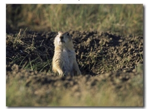 A Black Tailed Prairie Dog Peers over the Entrance to its Burrow