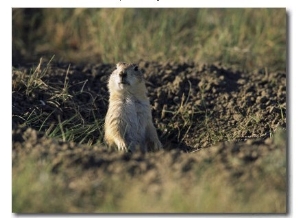 A Black Tailed Prairie Dog Peers over the Entrance to its Burrow