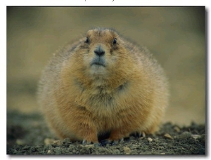 A Close View of a Fat Black Tailed Prairie Dog