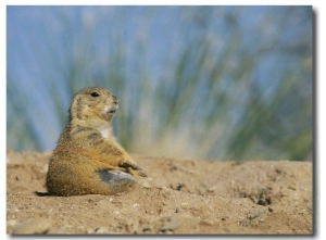 A Prairie Dog Sits Outside its Burrow Entrance