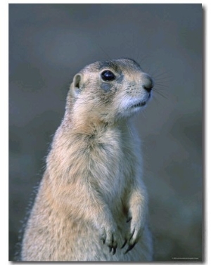 Black Tailed Prairie Dog in Howes, South Dakota