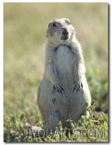 Black Tailed Prairie Dog in Montana