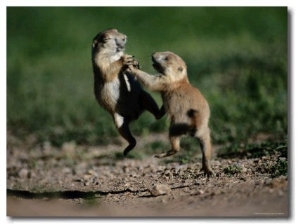 Black Tailed Prairie Dog Pups Wrestling on a Burrow