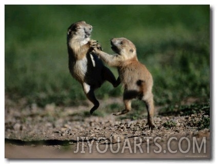 Black Tailed Prairie Dog Pups Wrestling on a Burrow