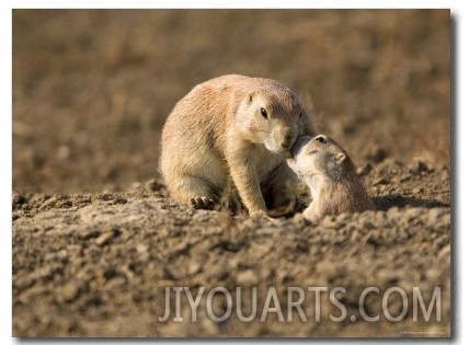 Black Tailed Prairie Dogs in Eastern Montana