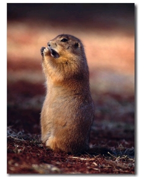 Prairie Dog Snacking