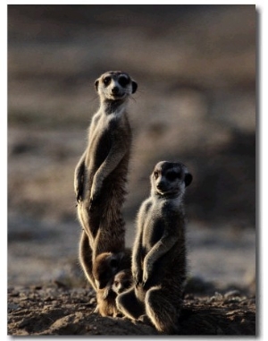 Suricates Stand Alert to Danger with Their Young at Their Feet