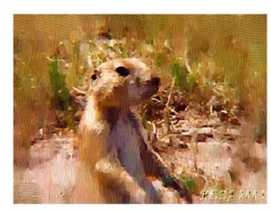 The Prairie Dog