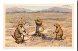 Three Prairie Dogs