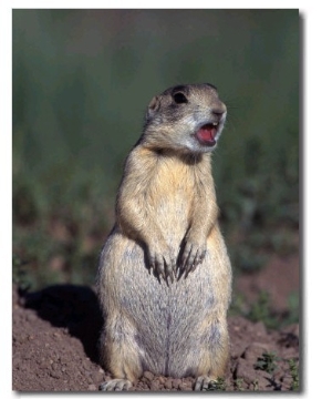 White Tailed Prairie Dog, Cynomys Gunnsioni, CO